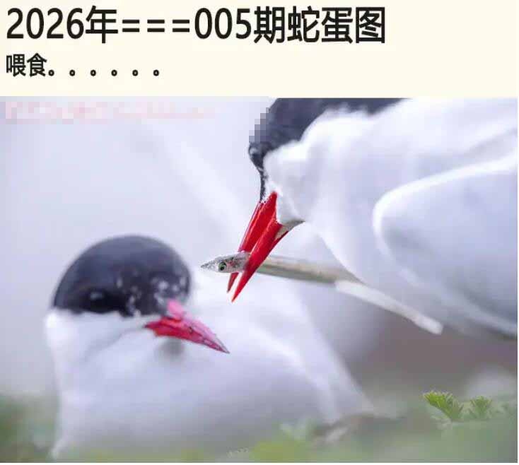 005期另版蛇蛋图[图]